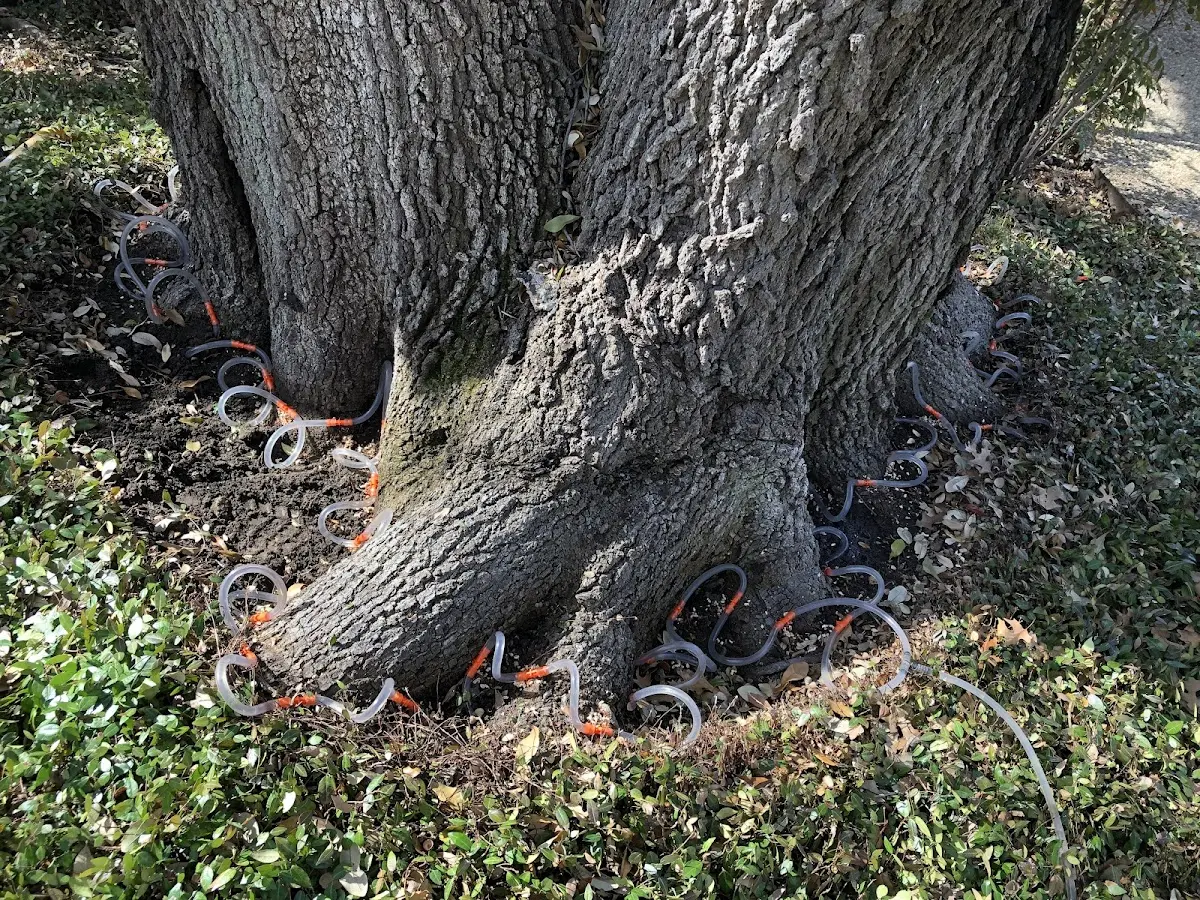 Detailed Tree Cabling and Bracing job site in New Lisbon