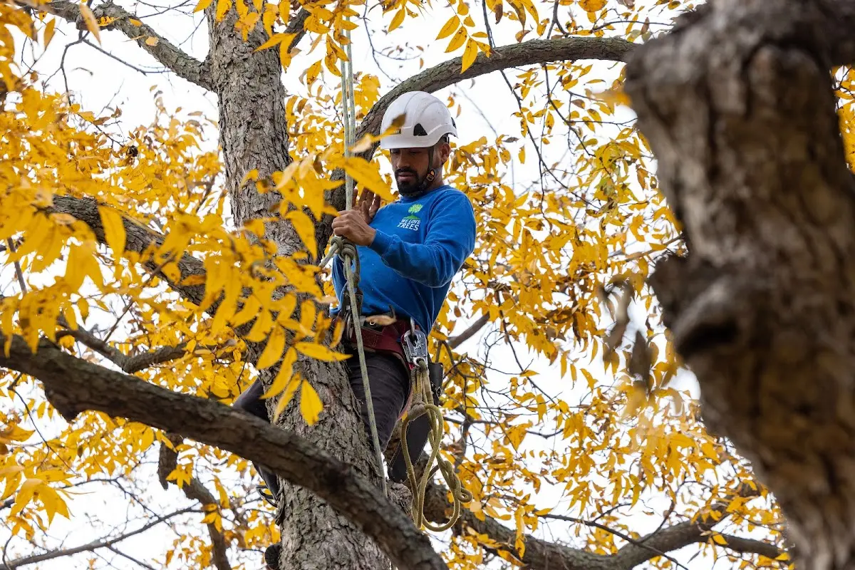 Skilled Tree Planing crew working in New Lisbon